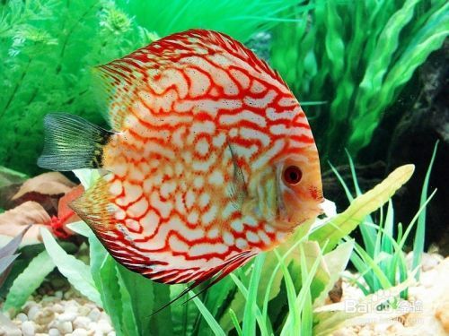 銀龍魚配什么魚最佳(銀龍魚配什么魚最佳養殖)