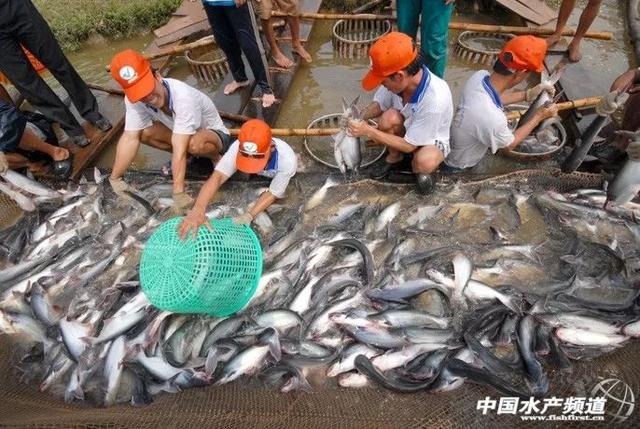 豬鼻龜容易死嗎為什么會死呢視頻(豬鼻龜一直在水里會死嗎)