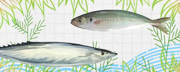 銀龍魚臥缸不吃食是為什么(銀龍魚臥缸不吃食是為什么呀)