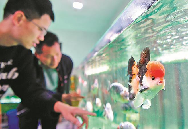 玻璃魚缸突然炸裂怎么回事：玻璃魚缸為什么會突然炸裂？