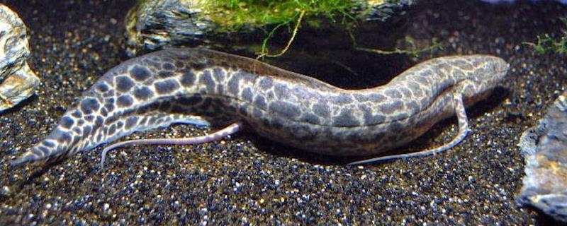 銀龍魚尾巴發(fā)黃(銀龍魚發(fā)黃什么原因)