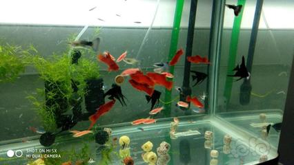 龍魚咬破了怎么辦啊vs祥龍魚場:被龍魚咬傷后的護理方法如何預防龍魚受傷后的護理方法 vs祥龍魚場 第2張 龍魚咬破了怎么辦啊vs祥龍魚場:被龍魚咬傷后的護理方法如何預防龍魚受傷后的護理方法 龍魚咬破了怎么辦啊vs祥龍魚場:被龍魚咬傷后的護理方法如何預防龍魚受傷后的護理方法 vs祥龍魚場 第2張
