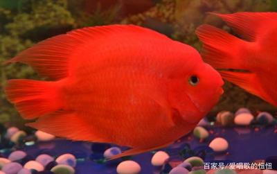 藍色魚缸燈對眼睛有傷害嗎視頻教程圖片(魚缸藍色的燈有什么用)