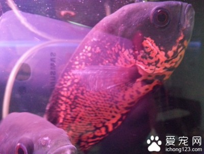 森森魚缸溫度計探頭怎么更換