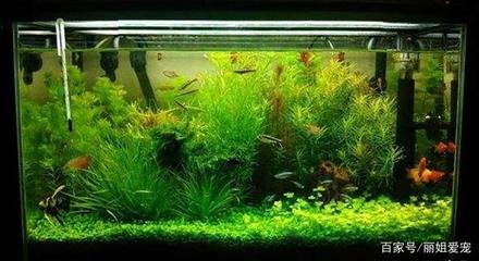 四紋蘇虎魚怎么樣：四紋蘇虎魚怎么樣，四紋蘇虎魚價格