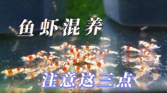 銀龍魚突眼如何治療(銀龍魚突眼病怎么治)