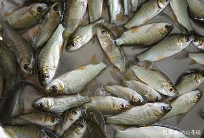 紅龍魚發色用什么燈光最好：如何選擇紅龍魚led燈