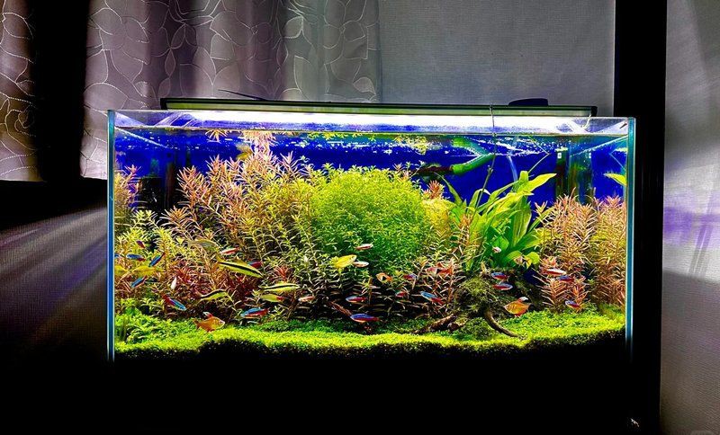 藍天魚缸維護，老玩家教你四步搶救+三維管理藍天魚缸