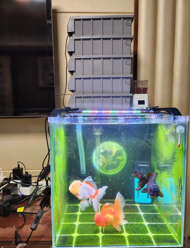 藍天魚缸維護，老玩家教你四步搶救+三維管理藍天魚缸