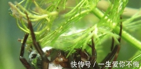 魚缸容易長綠藻是怎么回事?(魚缸為啥長綠藻)