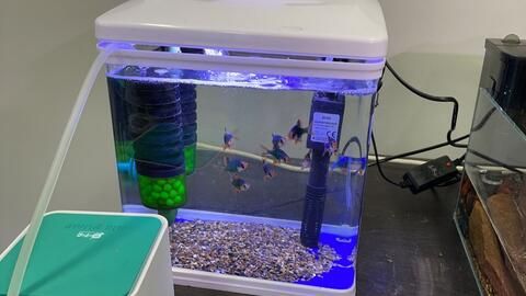 詳細閱讀:森森魚缸怎么改過濾 森森魚缸怎么改過濾