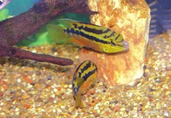 龍魚吃食太猛會死嗎：龍魚吃太飽會導致死亡嗎？