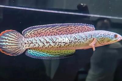 龍魚的白毛病怎么治療vs祥龍魚場：祥龍魚場的評價如何