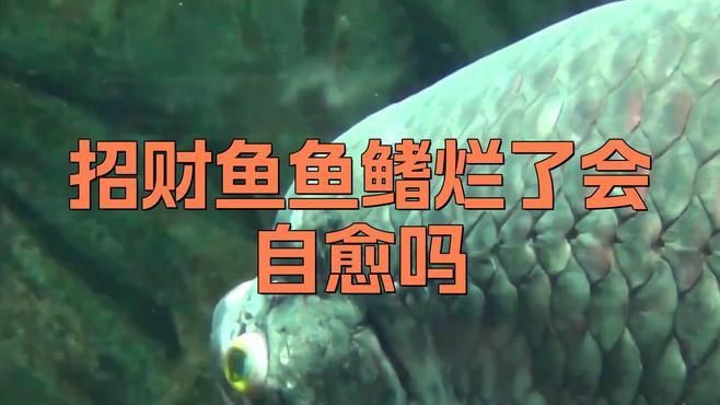 魚爛鰭爛尾會自愈嗎？，魚爛鰭爛尾會自愈嗎