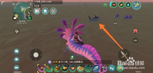 大型南美魚缸造景：南美風情魚缸造景的注意事項