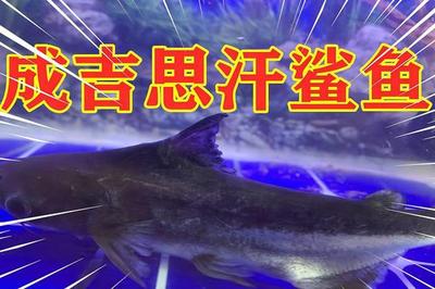 銀龍魚嘴上的須斷了怎么回事啊(銀龍魚嘴爛了怎么回事) 銀龍魚嘴上的須斷了怎么回事啊(銀龍魚嘴爛了怎么回事) 銀龍魚百科 第2張