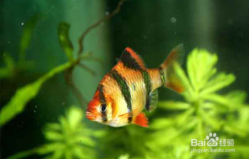 銀龍魚炸鱗怎么辦(銀龍魚炸鱗怎么治)