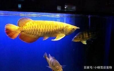 博特水泵控制器一閃一閃一閃一閃一閃一閃3、海水缸可以用博特水泵嗎