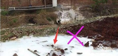 龍魚炸鱗怎么治療用什么藥vs祥龍魚場：祥龍魚場龍魚炸鱗病因分析