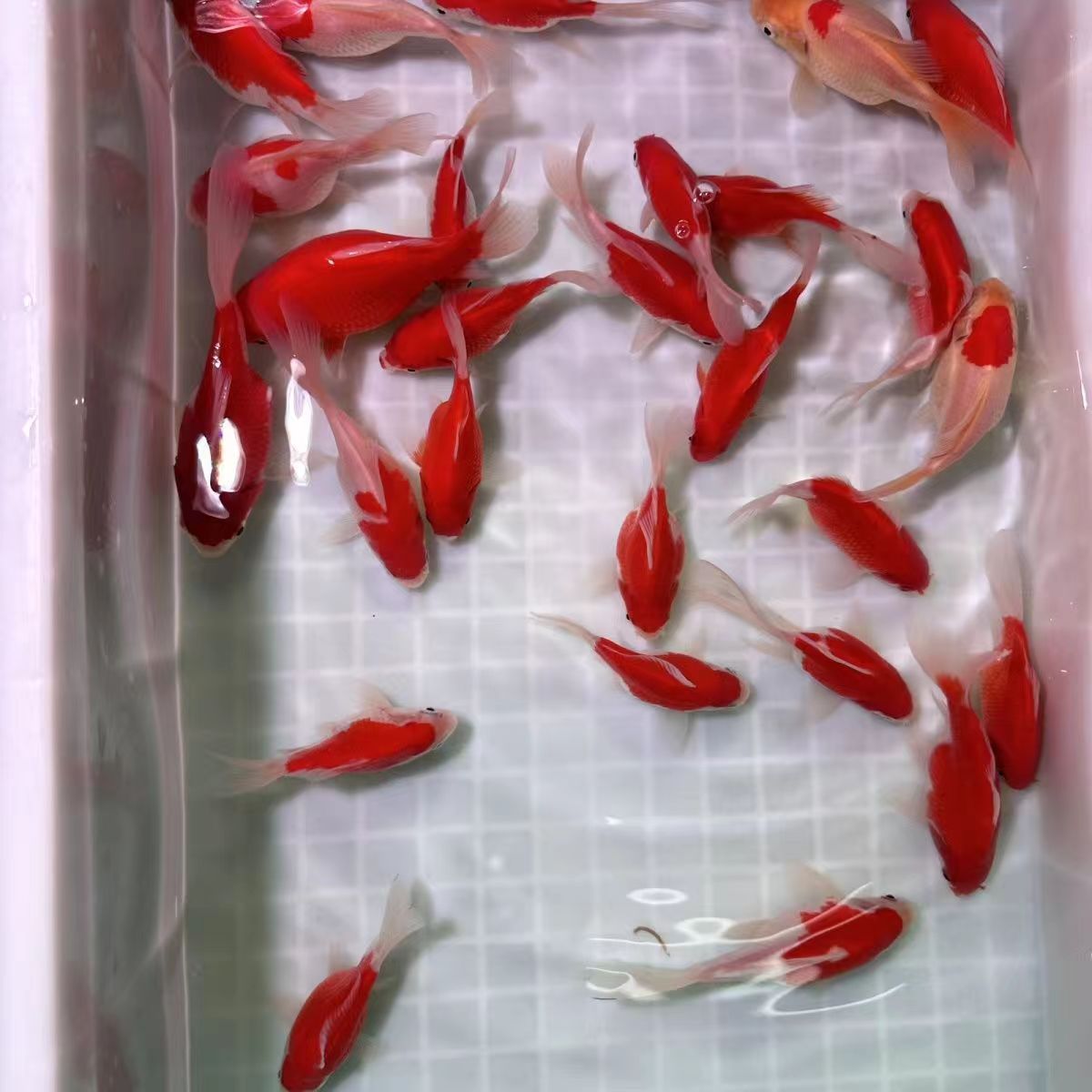 紅龍魚增色飼料有哪些牌子：紅龍魚增色飼料品牌及其簡要介紹紅龍魚增色飼料的喂養注意事項