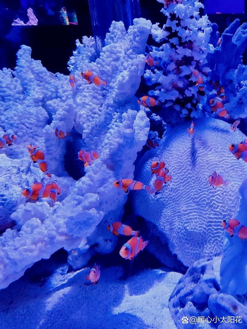 烏市牧試站水族店，烏魯木齊市牧試站水族店 烏市牧試站水族店，烏魯木齊市牧試站水族店 全國水族館企業(yè)名錄 第1張