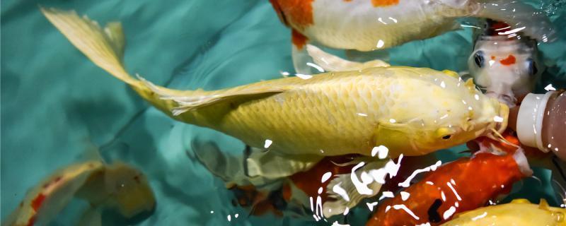 龍魚(yú)狀態(tài)不好沒(méi)食欲怎么調(diào)養(yǎng)呢：龍魚(yú)沒(méi)有食欲怎么辦 龍魚(yú)狀態(tài)不好沒(méi)食欲怎么調(diào)養(yǎng)呢：龍魚(yú)沒(méi)有食欲怎么辦 龍魚(yú)百科 第3張