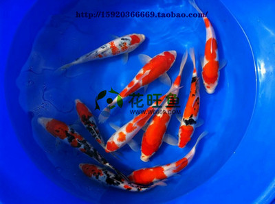 龍魚魚缸排行vs祥龍魚場：龍魚魚缸和祥龍魚場口碑評價龍魚飼養技巧分享