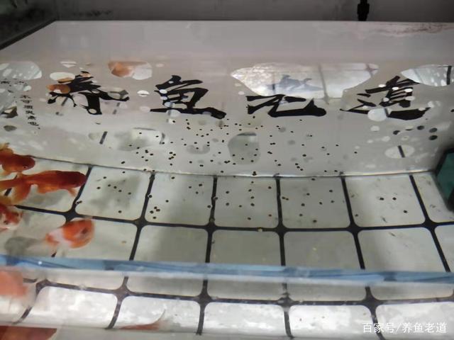 龍魚新手vs祥龍魚場：《龍魚新手vs祥龍魚場》