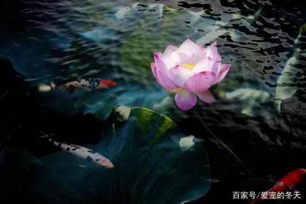 如何給龍魚(yú)做檢疫證明vs祥龍魚(yú)場(chǎng)：如何為龍魚(yú)制作檢疫證明