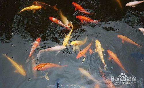 如何給龍魚(yú)做檢疫證明vs祥龍魚(yú)場(chǎng)：如何為龍魚(yú)制作檢疫證明