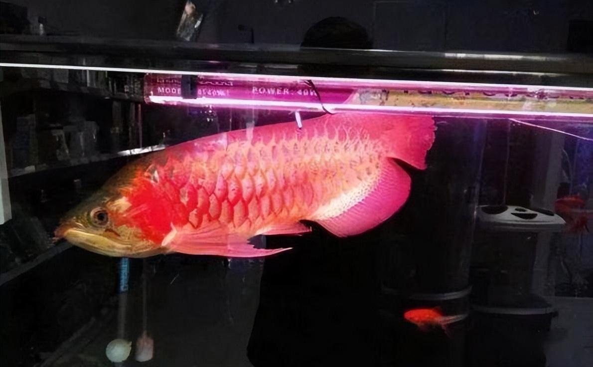無錫水族館綠蘿爆盆了要剪嗎？ 無錫水族館綠蘿爆盆了要剪嗎？ 魟魚百科 第2張