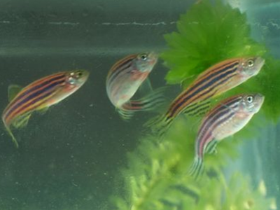 紅龍魚圖片高清壁紙大全可愛動漫(紅龍魚圖片高清頭像)