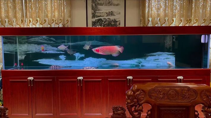 龍魚炸鱗用什么藥vs祥龍魚場:祥龍魚場治療龍魚炸鱗的常見原因祥龍魚場的評價如何