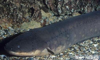 森森704B噪音大：森森704b過濾桶噪音大可能是由于以下幾個原因