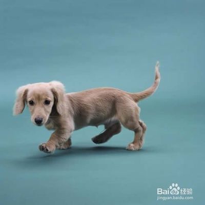 銀龍魚一直撞缸怎么辦(銀龍魚撞缸掉鱗片)