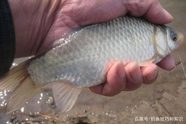 銀龍魚(yú)鱗發(fā)白怎么回事(銀龍魚(yú)鱗上發(fā)白)