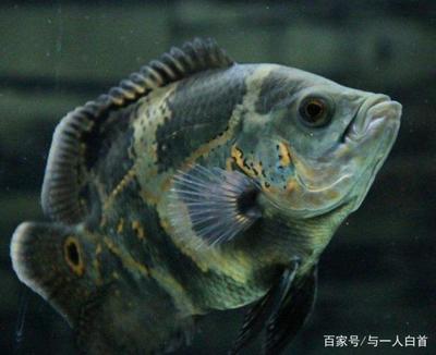 龍魚虎魚鳳魚一起寓意(龍魚和虎魚寓意)
