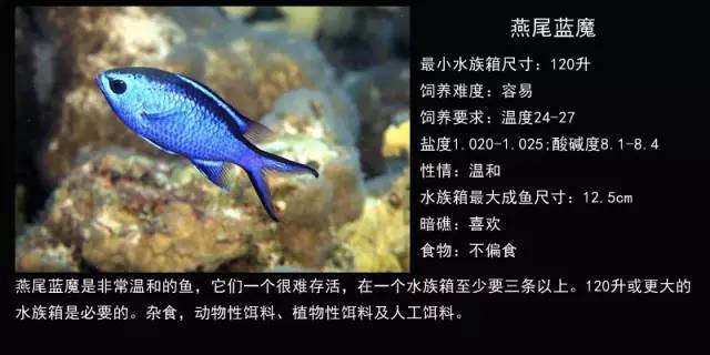 龍魚需要24小時打氧嗎vs祥龍魚場：如何判斷龍魚是否需要24小時打氧 龍魚需要24小時打氧嗎vs祥龍魚場：如何判斷龍魚是否需要24小時打氧 vs祥龍魚場 第2張