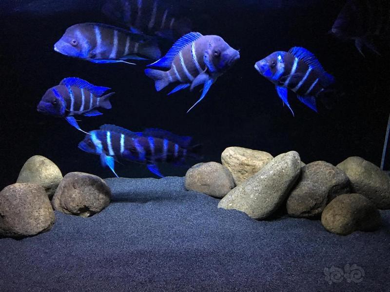 人工薩伊藍(lán)能養(yǎng)到多大，人工飼養(yǎng)的精準(zhǔn)把控