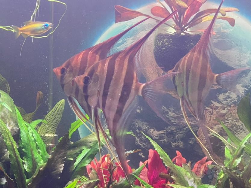 除了豬鼻龜還有什么龜一直在水里的(除了豬鼻龜還有什么龜一直在水里的游泳)