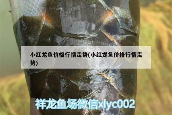 銀龍魚爛鰭怎么辦圖片大全(銀龍魚爛鰭多久能長好) 銀龍魚百科 第1張 銀龍魚爛鰭怎么辦圖片大全(銀龍魚爛鰭多久能長好) 銀龍魚爛鰭怎么辦圖片大全(銀龍魚爛鰭多久能長好) 銀龍魚百科 第1張