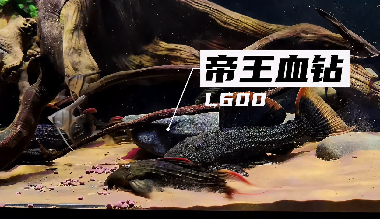 闖缸魚草金也別有一番美麗