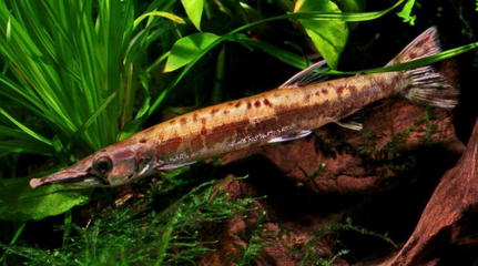銀龍魚(yú)太膽小怎么辦(怎么能讓銀龍魚(yú)膽子大)