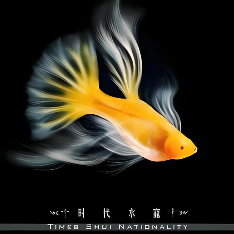 子洲水族店，上海子洲路水族市場哪家口碑最好