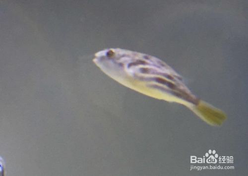 玻璃魚缸不用了可以做什么：玻璃魚缸不用了可以做什么處理方式和小技巧和小技巧