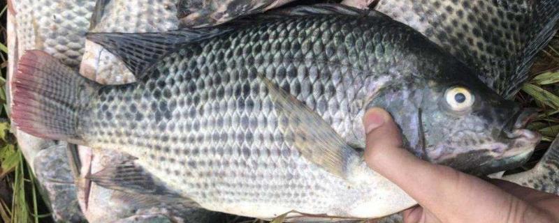 每次吃個食咋跟做賊一樣