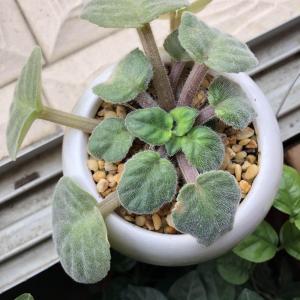 每次吃個食咋跟做賊一樣 魟魚百科 第2張 每次吃個食咋跟做賊一樣 每次吃個食咋跟做賊一樣 魟魚百科 第2張