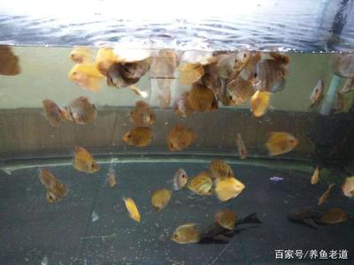 龍魚專用燈管圖片及價格(養(yǎng)龍魚的燈管怎么擺放)