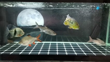虎魚可以和金龍魚一起混養(yǎng)嗎圖片視頻(虎魚可以和金龍魚一起混養(yǎng)嗎圖片視頻講解)