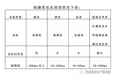 銀龍魚最好跟什么魚一起混養(yǎng)最好呢(銀龍魚最好跟什么魚一起混養(yǎng)最好呢)